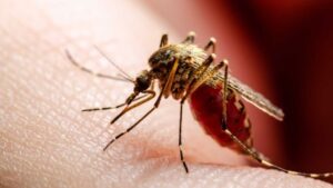 Dengue: América registró un nuevo récord de casos y se avecina la "peor temporada" según la OPS