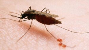 Malaria: cuál es la situación en la Argentina y cómo se previene
