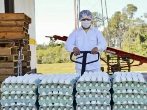 La Argentina completó el 100% en tan sólo 15 días la cuota de exportación de huevos sin arancel que otorgó la Unión Europea al Mercosur