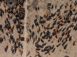 La hacienda encerrada en feedlots alcanzó un volumen histórico: ¿se viene un aluvión de oferta?