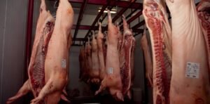 “Vamos a estar en el top 10 de los exportadores del mundo”: los despachos de cerdo crecieron un 156% y hay una oportunidad imperdible