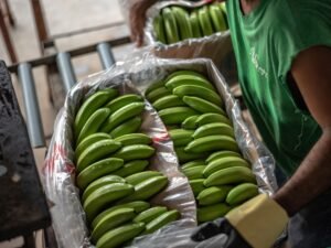 La banana subió un 55% por el cierre de más de un mes del Paso del Cristo Redentor