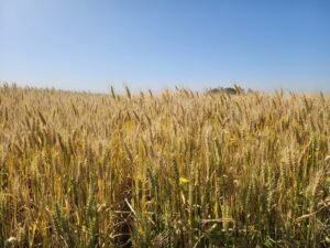 La guerra entre Rusia y Ucrania impulsa el precio internacional del trigo, que se mantiene en su nivel más alto de los últimos dos años