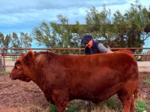 “Puede hacer historia”: se vendió el 50% de un toro por un precio récord de $300 millones