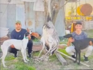 Tenía un ñandú como mascota desde que era un huevo y se lo mataron con dos galgos en el medio del campo